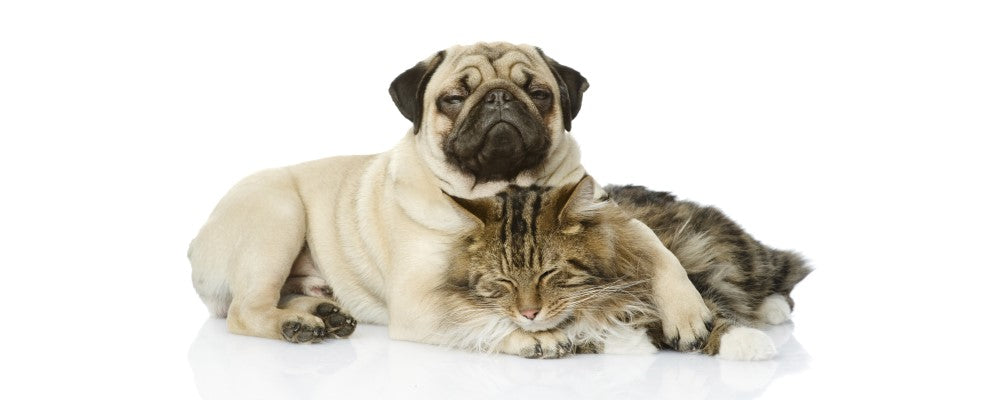 A dog and a cat snuggled up together representing our Pet Care Collection