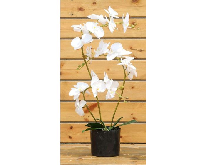 Orchid Flower White in Black Pot 66cm