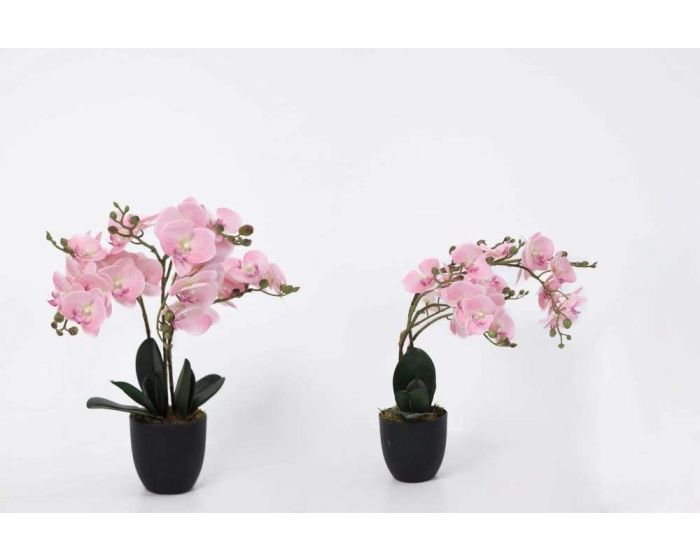 Orchid Flower Pink in Black Pot 60cm