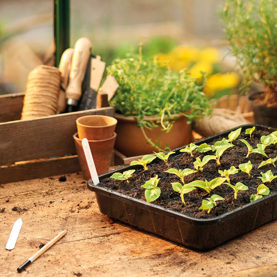 Rigid Seed Tray