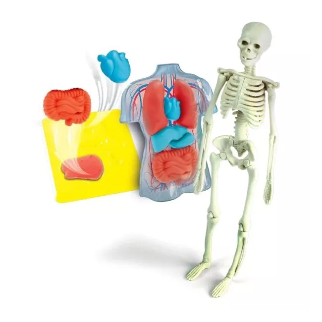 Squishy Anatomy Clementoni