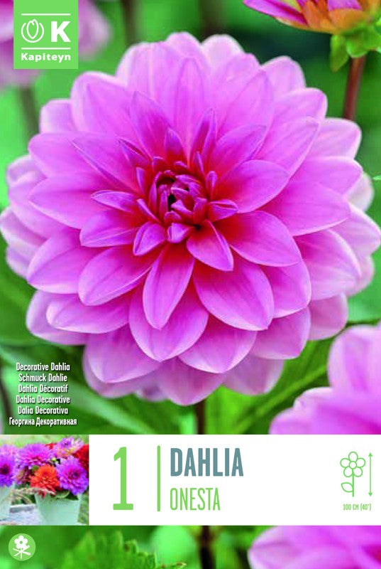 Dahlia Onesta x 1 Size I