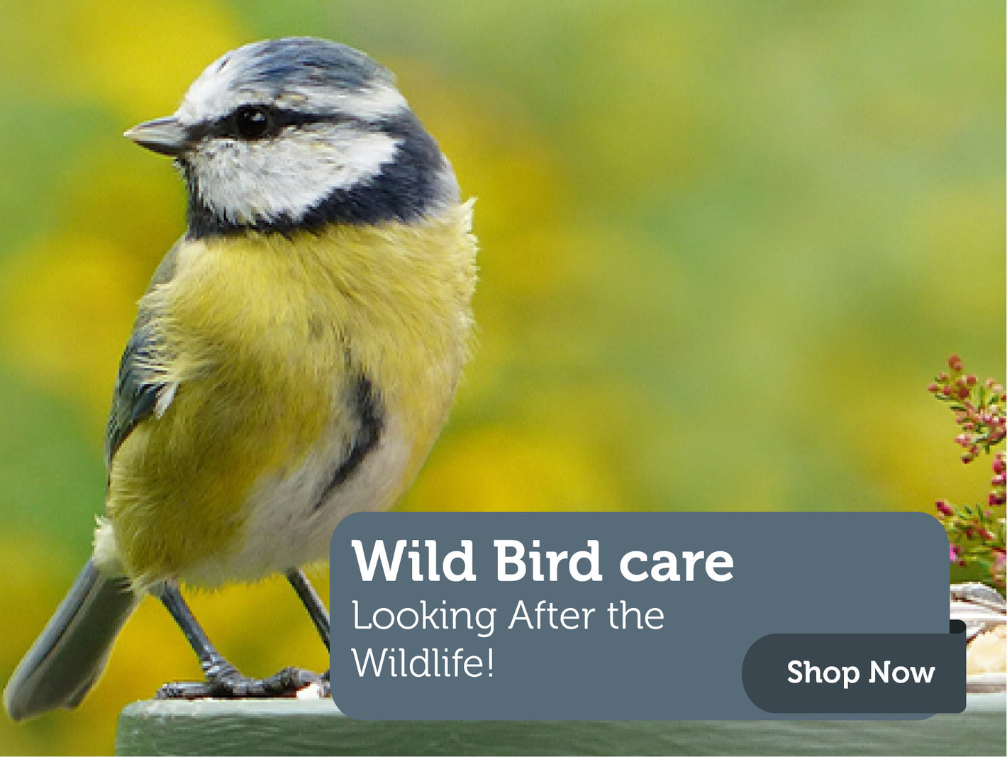 An image of a Blue Tit with a link to Fitzgerald's Homevalue Wild Bird Care Collection